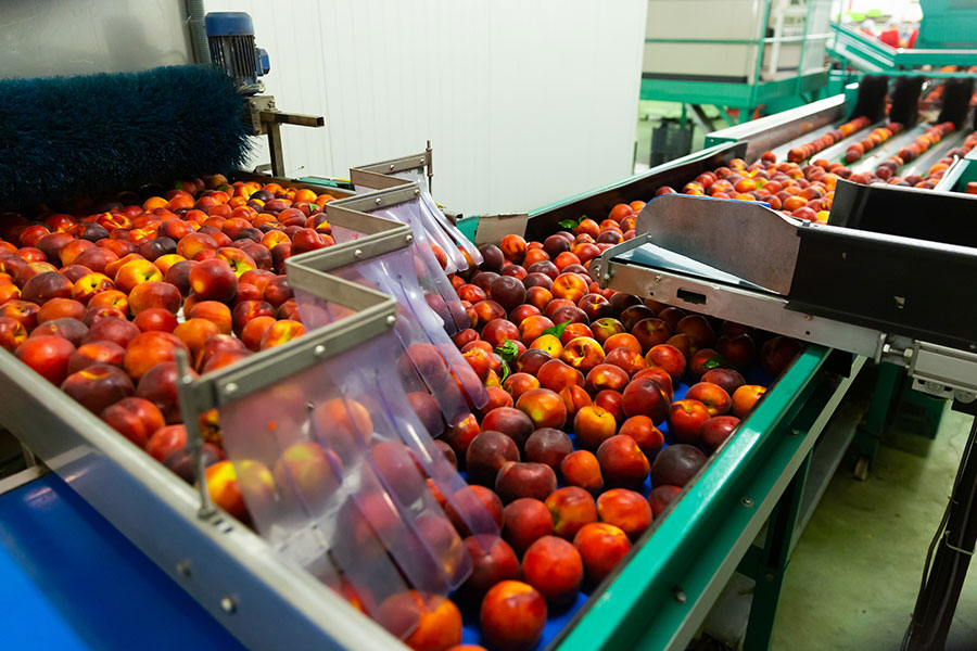 ripe peaches running on conveyor belt on a factory