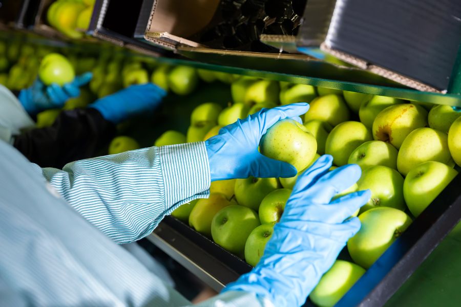 factory worker checking apples