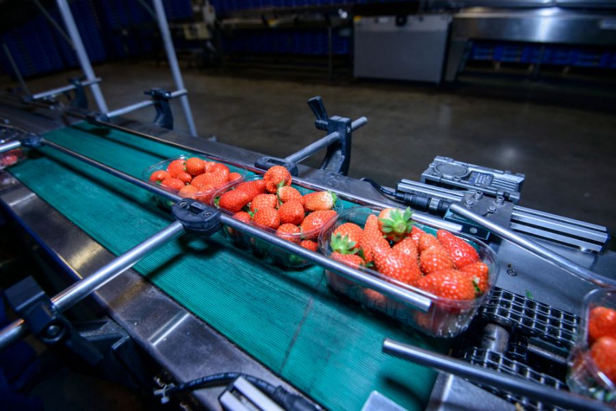strawberries on checkweighers conveyor belt