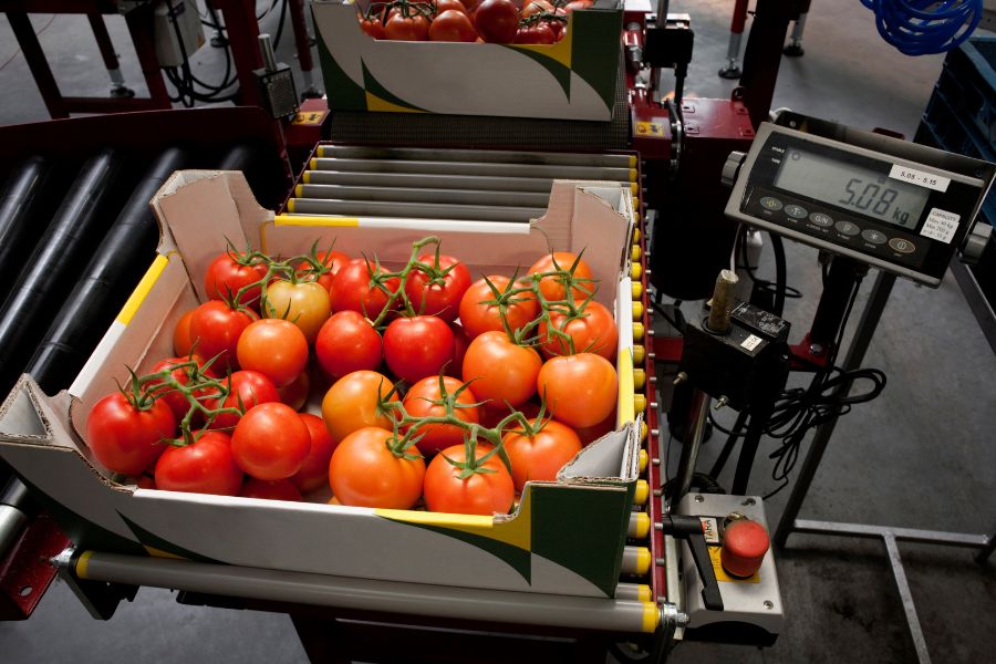 box of tomatoes in conveyor of checkweigher