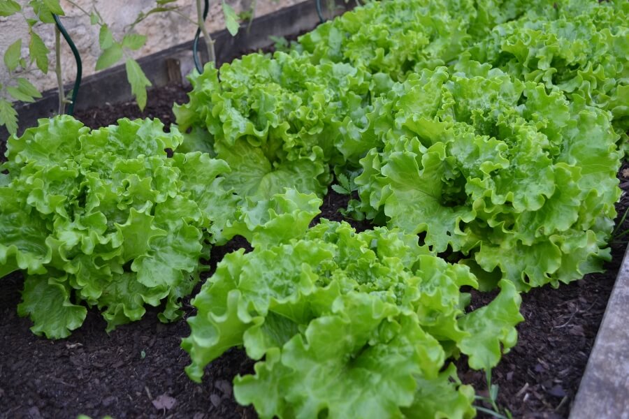 lettuces on soil