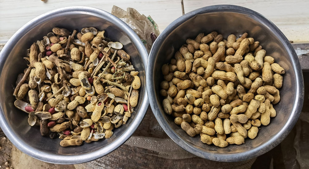 GP Bulk-Flow X-Ray Peanuts Results