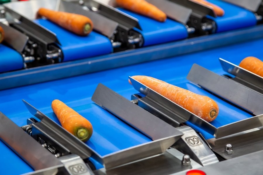 carrots being sorted based on weight