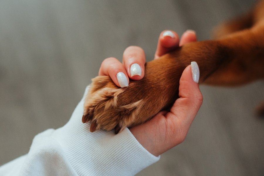 human feeling a dog paw