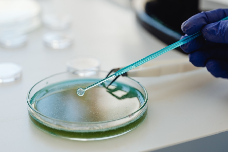 milk sample in petri dish