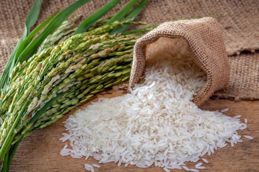 rice plant beside sack of rice
